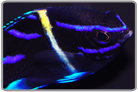 Neon Velvet Damselfish